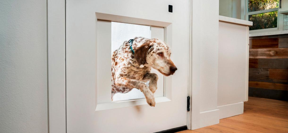 electric dog door        
        <figure class=