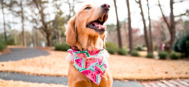 Best Dog Bandanas of 2024: 👉 Top Rated Bandanas for Dogs on mypetguru.com