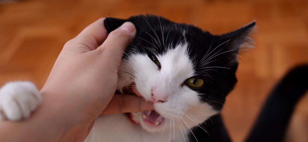 Can Cats Eat Hot Dogs? Is It Good & How Hot Dogs Affects on Your Cat