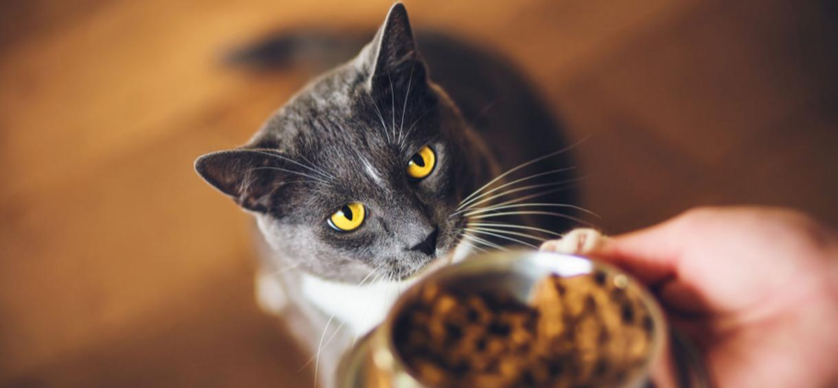 Cat Food Ingredients What Ingredients You Should Avoid?