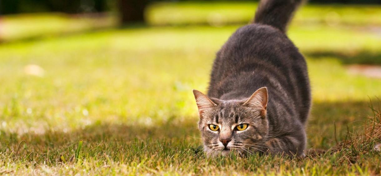 Why Do Cats Eat Flies? Reasons It's Bad, and How to Avoid It