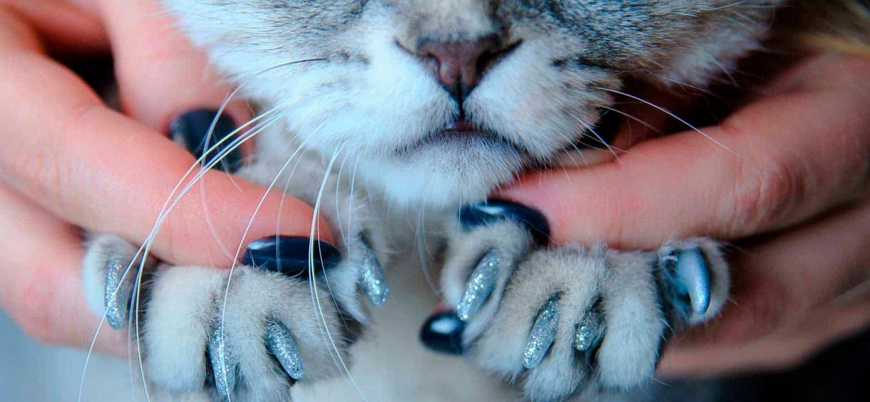 cat cap claws