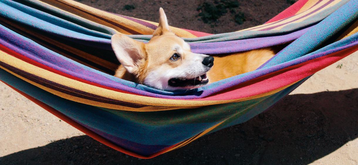 Best Dog Hammocks in 2024 🐶 Dog Hammocks Rated And Reviewed