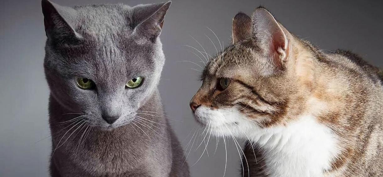 Do Cats Get Jealous & Why Do Cats Get Jealous?