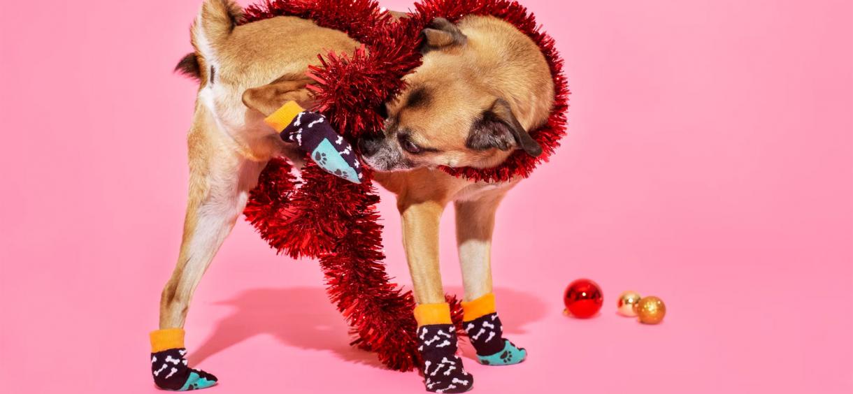 Best Dog Socks in 2024 🐶 Puppy Socks Rated And Reviewed