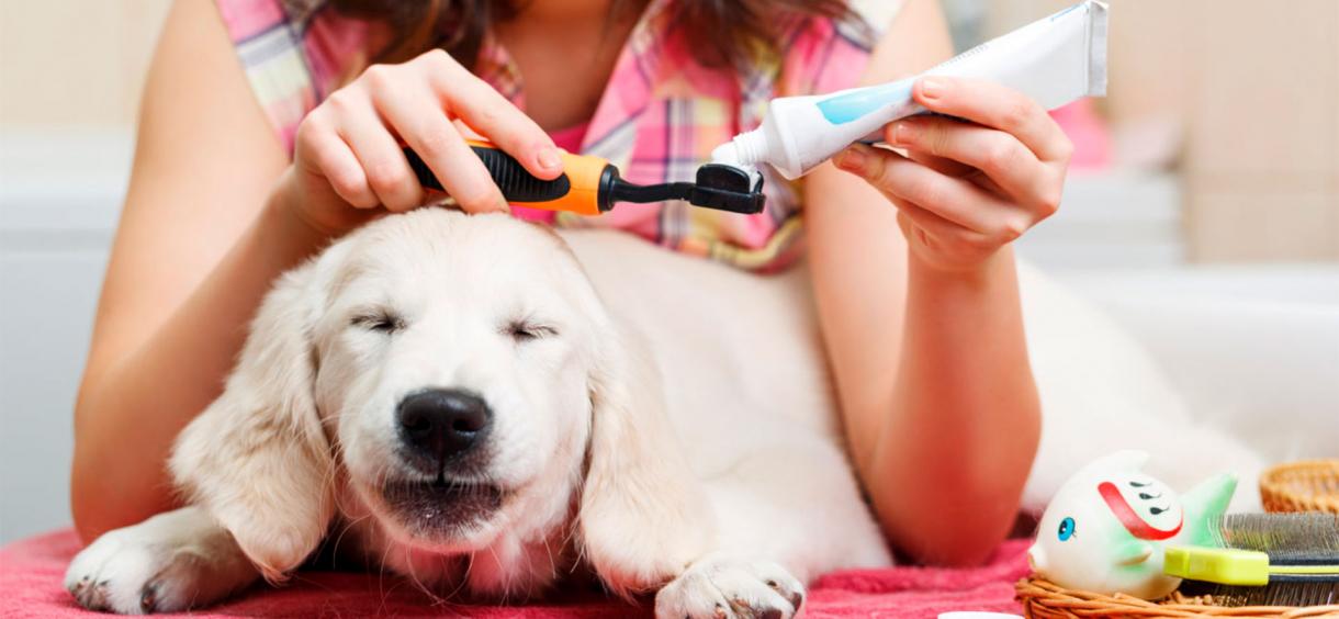 Best Dog Toothpaste in 2023 🐶 Top 10 Vet Toothpaste