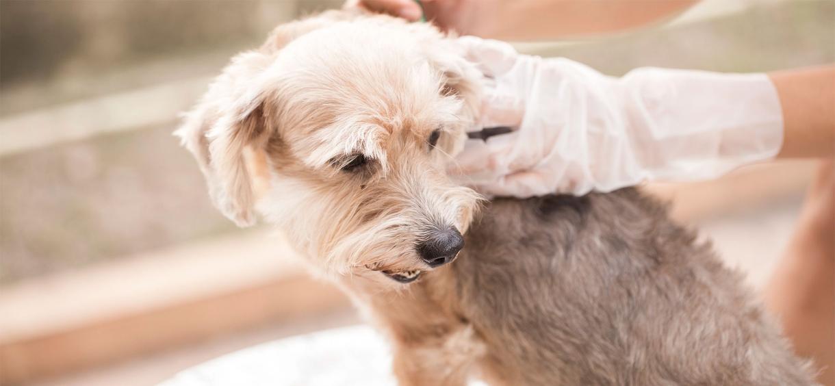 10 Best Flea Treatment for Dogs (2024) Reviews ️ Top Rated Flea