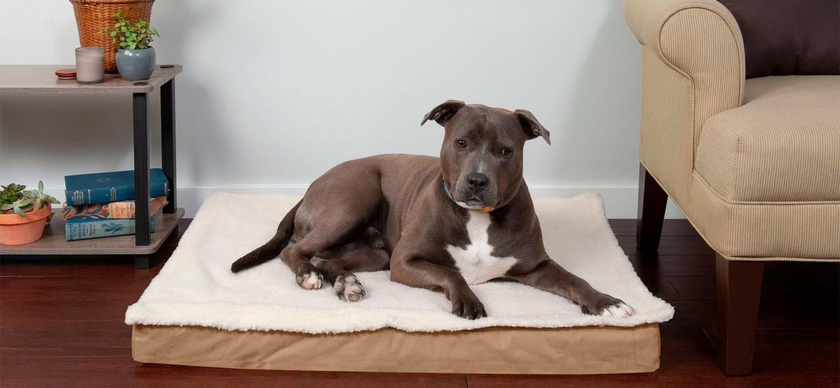 Best Memory Foam Dog Bed Of 2024 Top 10 Memory Foam Dog Beds By   Memory Foam Dog Beds 1220 