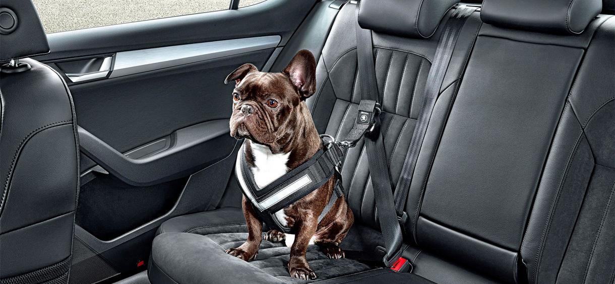 10 Best Dog Seat Belts of 2024 🤩 Top Rated Seat Belt for Dogs