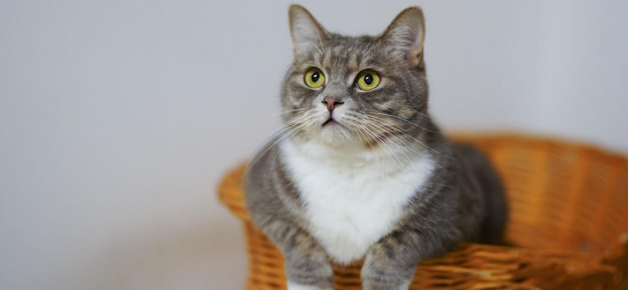 Why Does My Cat Lay on My Chest? & Benefits Of Your Cat Laying on Your