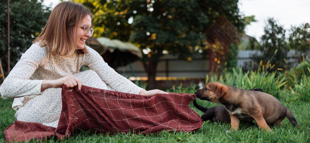 Why Does My Dog Suck on Blankets? 3 Main Reasons