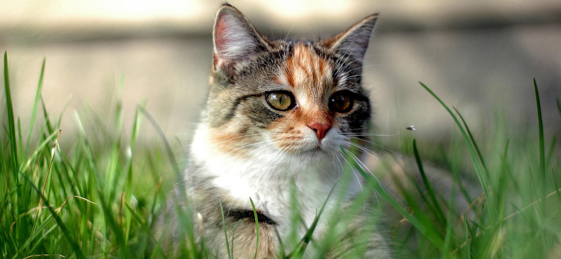 Cat looks at the fly.