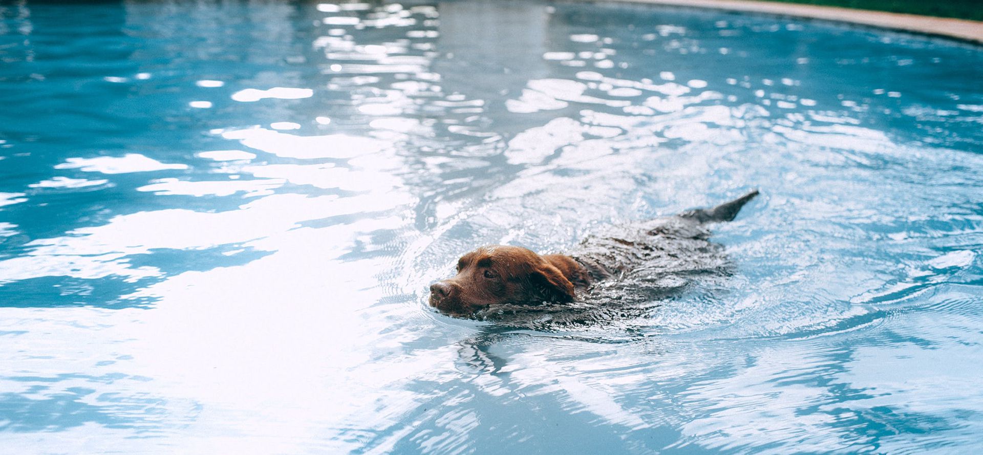 A Dog Training To Swim In The Pool.