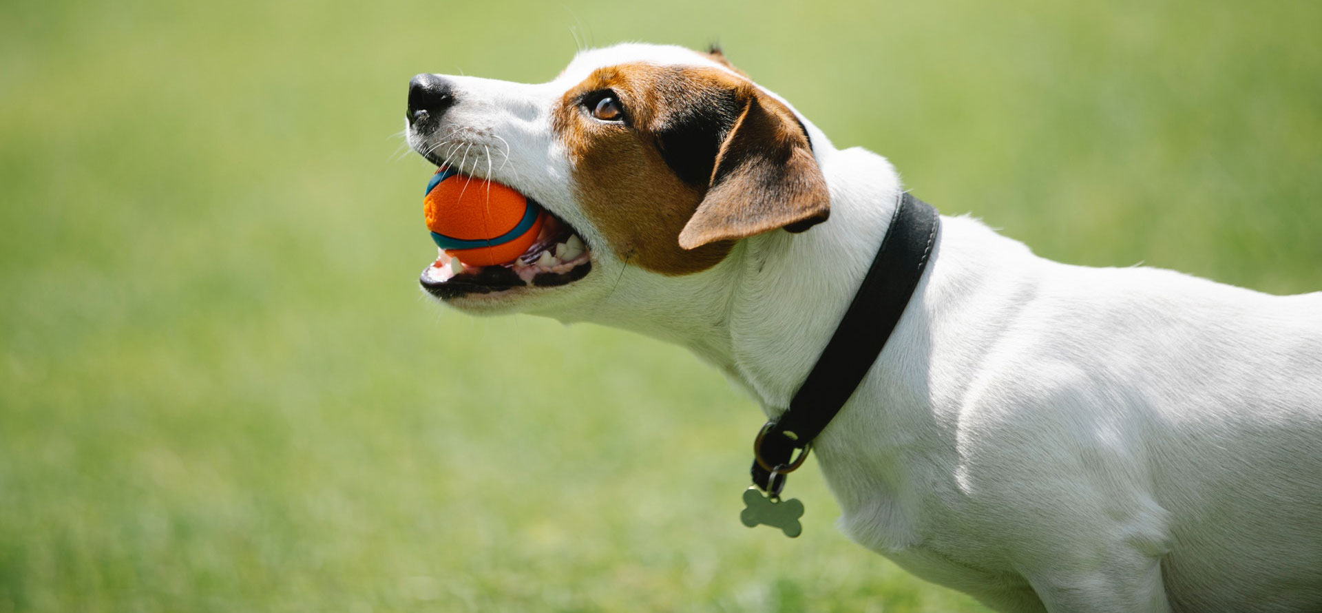 African dog and ball.