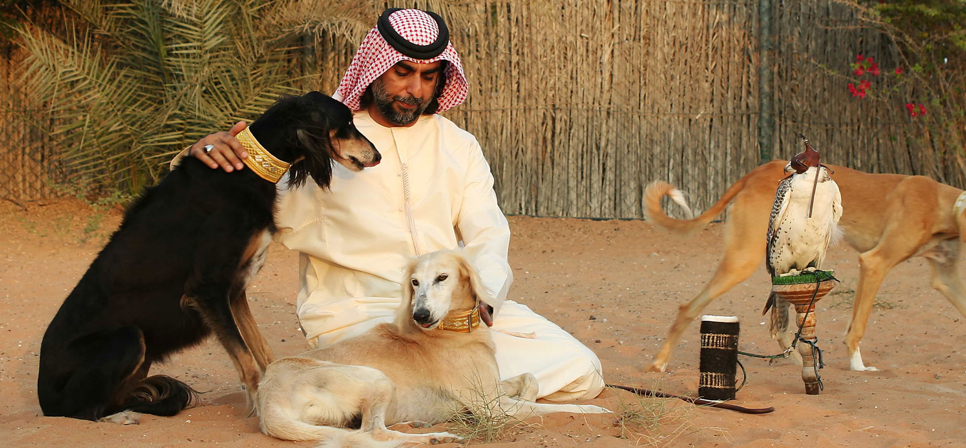 African dog and men.