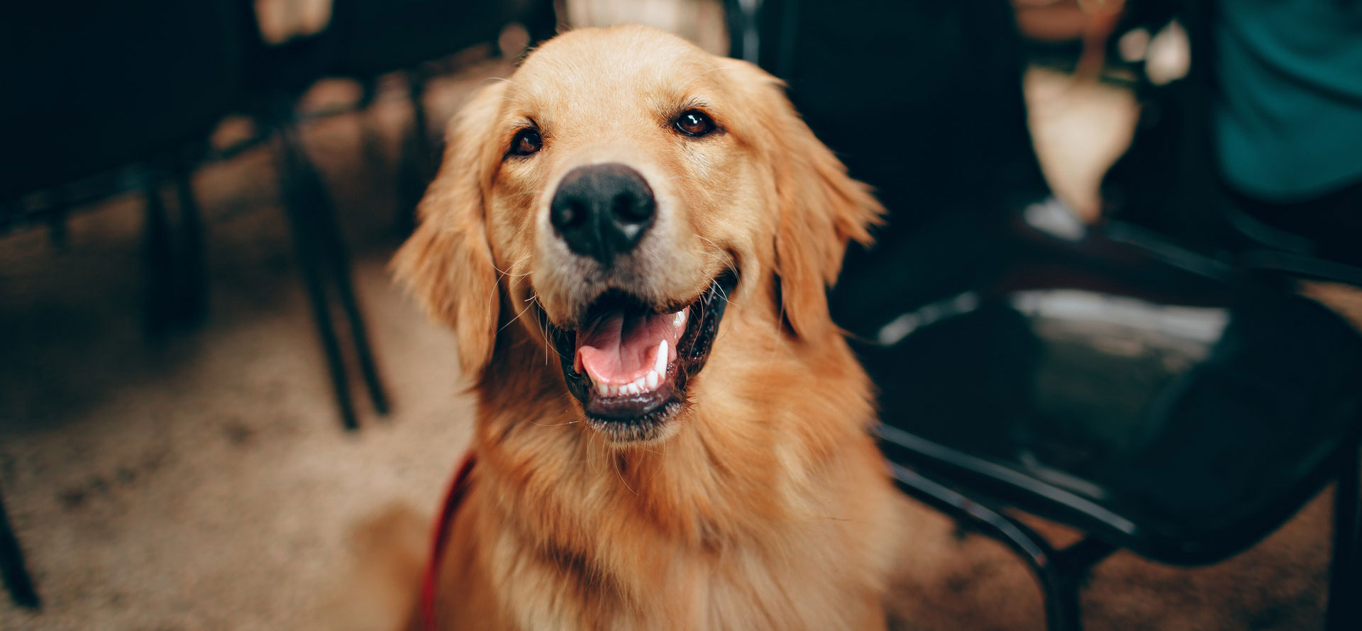 African smiling dog.