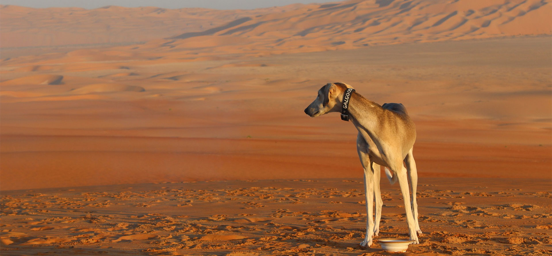 African dog names.