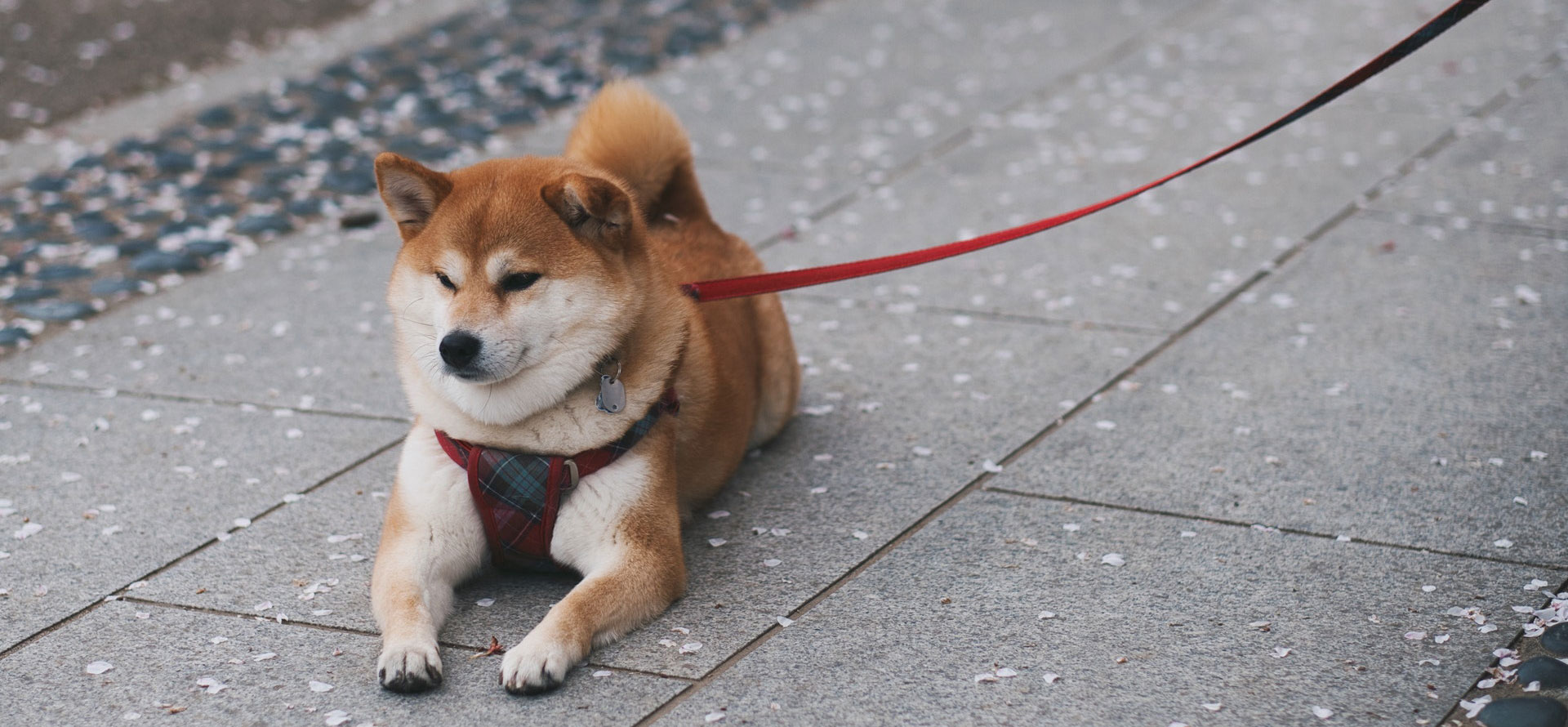 Aggressive dog names beautiful dog.