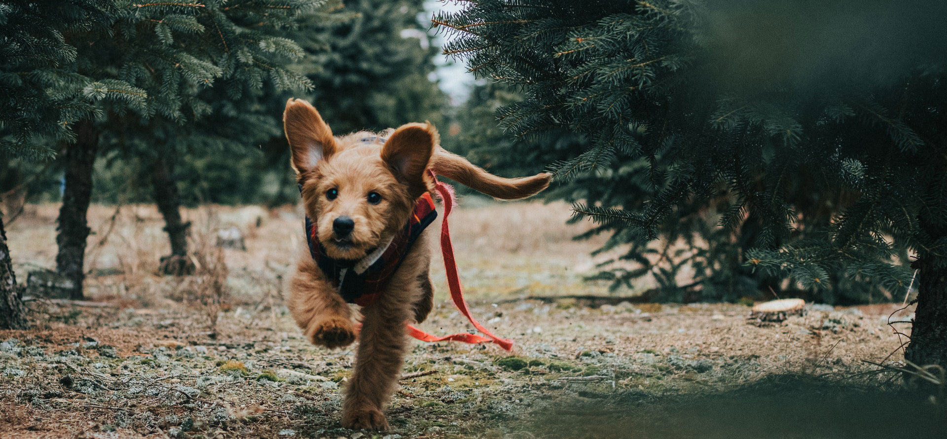 Aggressive dog names running dog.