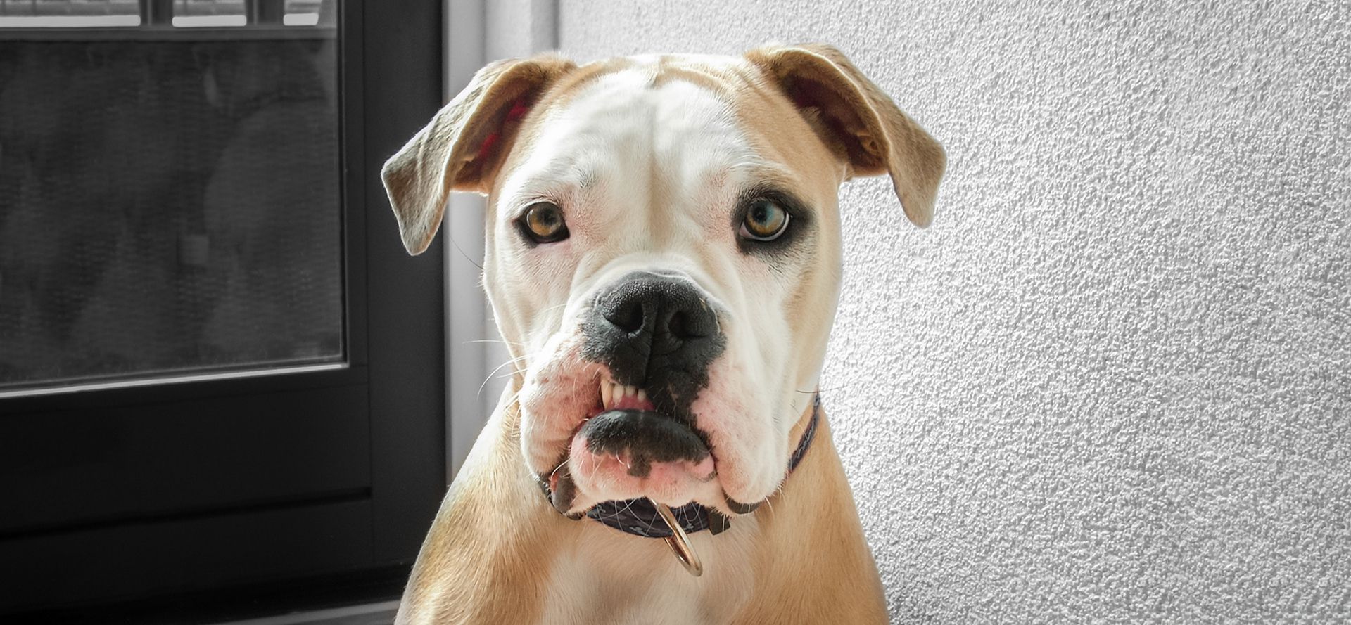 American bulldog dog breed.