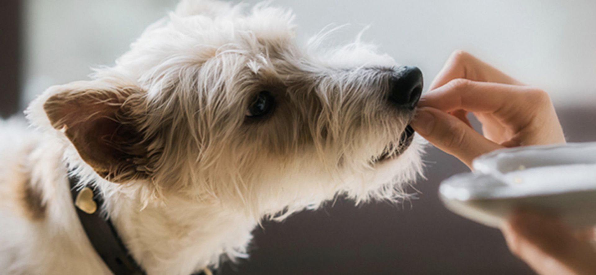 Dog eats out of hands.