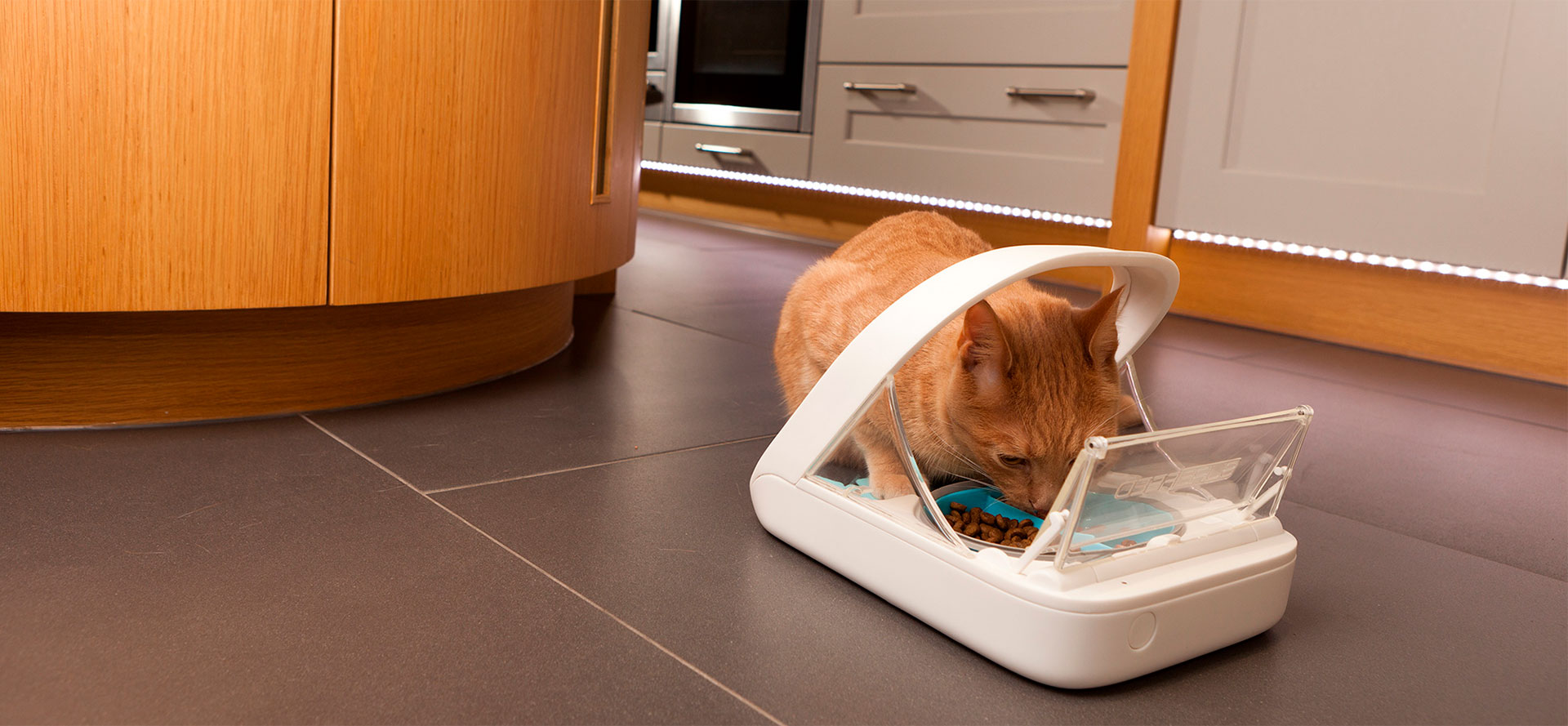 Cat eats from the automatic cat feeder.