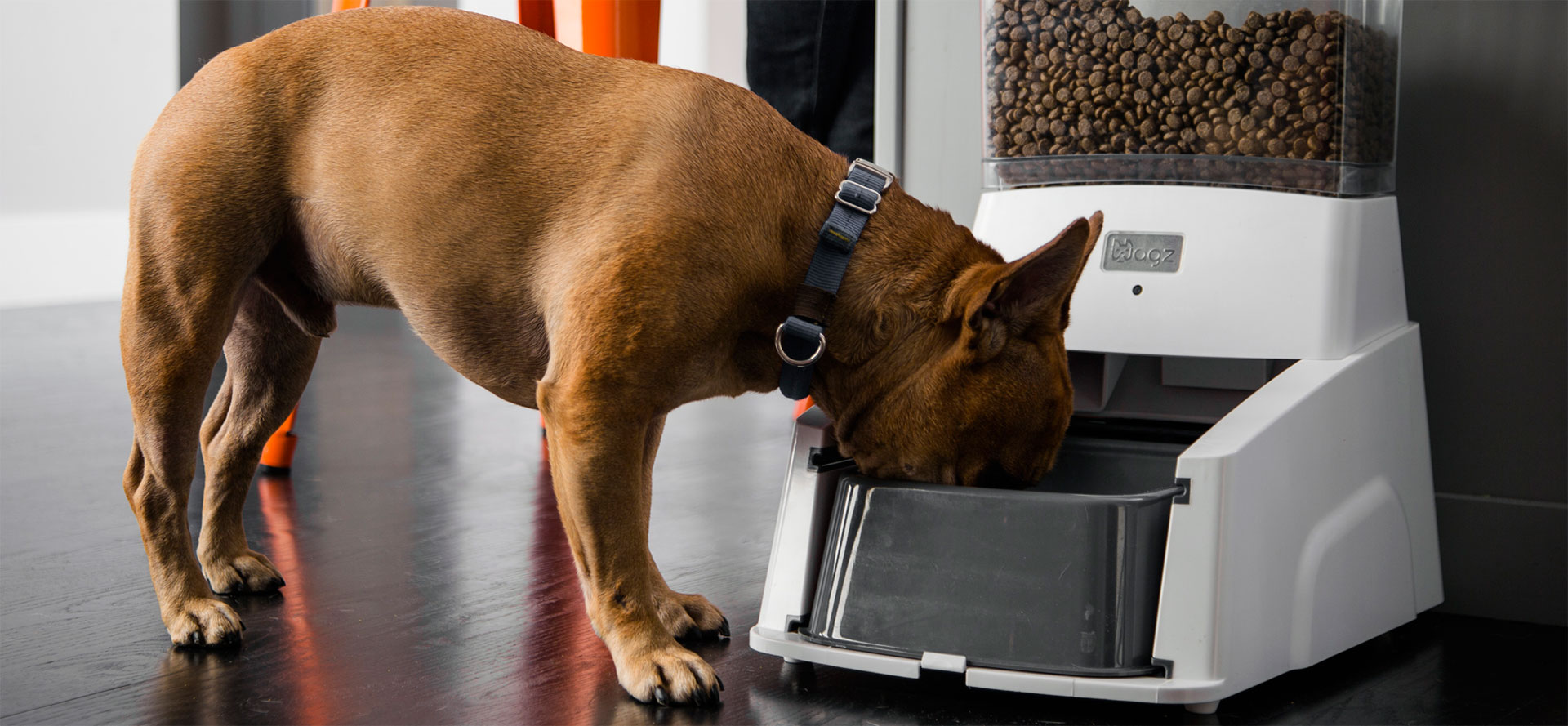 big automatic dog feeder