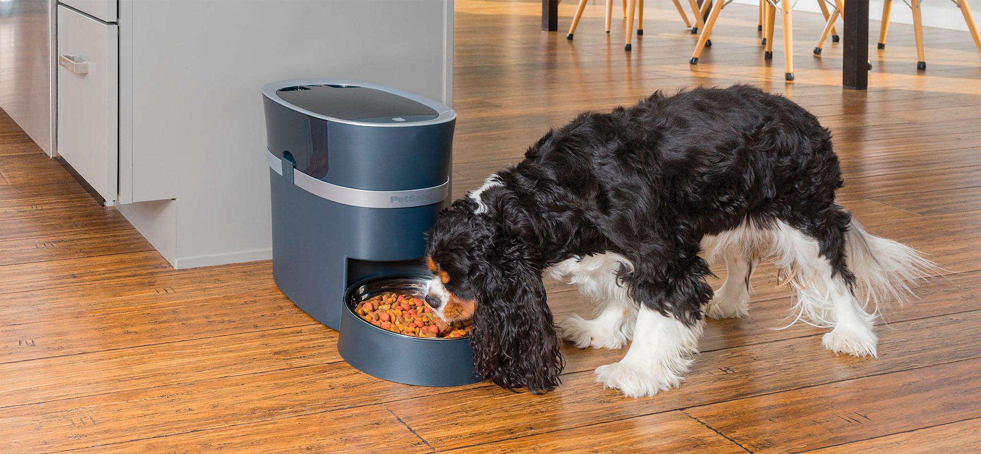 Automatic Feeder for Dog.