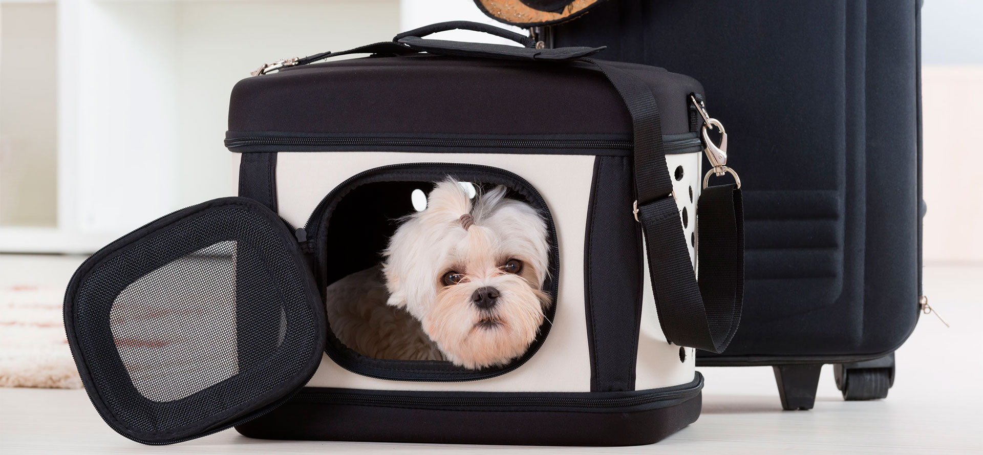 Dog Hiking Backpack.