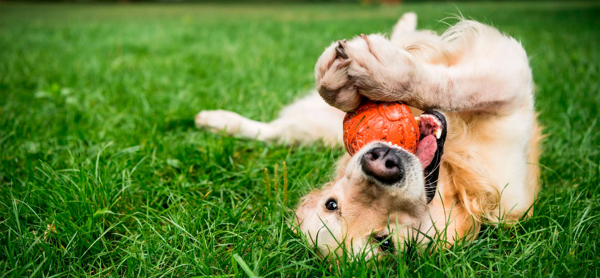 Dog playing with a ball toy.