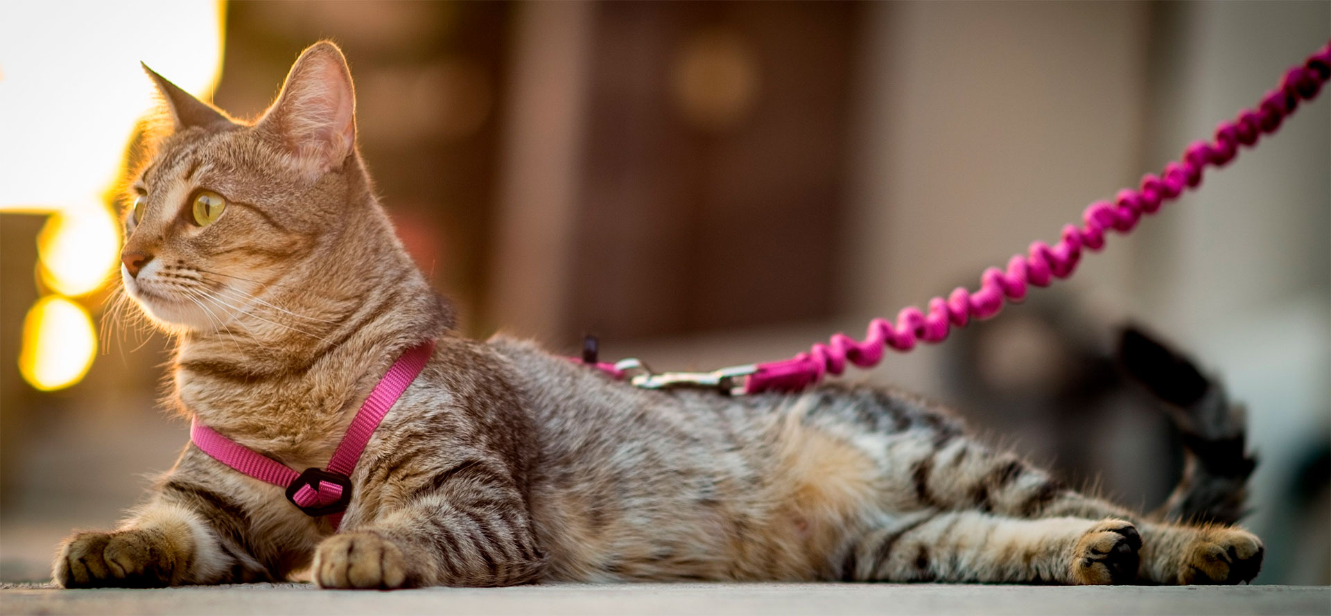 Beautiful Cat Harness.