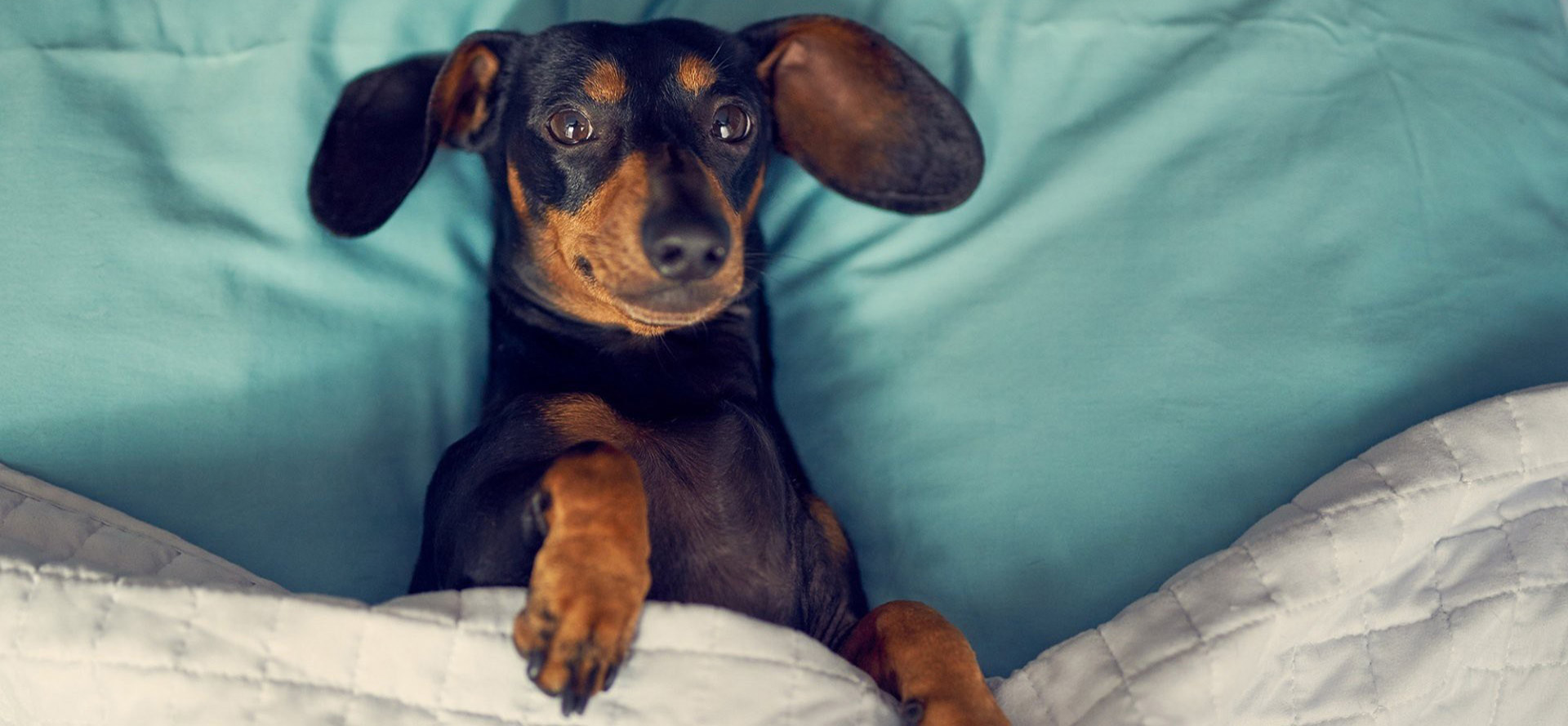 Dog in the bed.