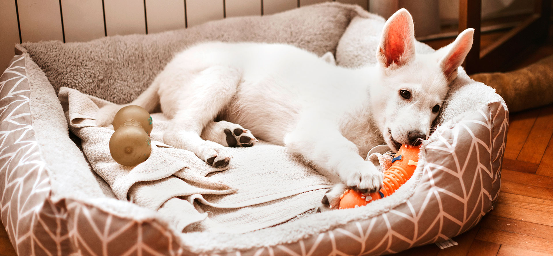 Calming Dog Bed.