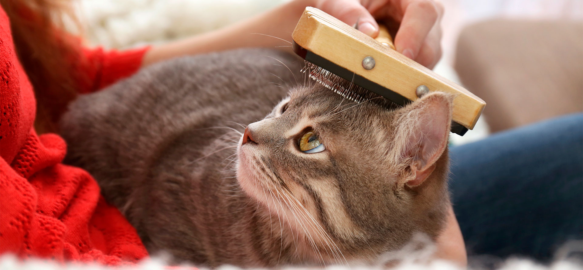 Brushing a cat with cat brush.