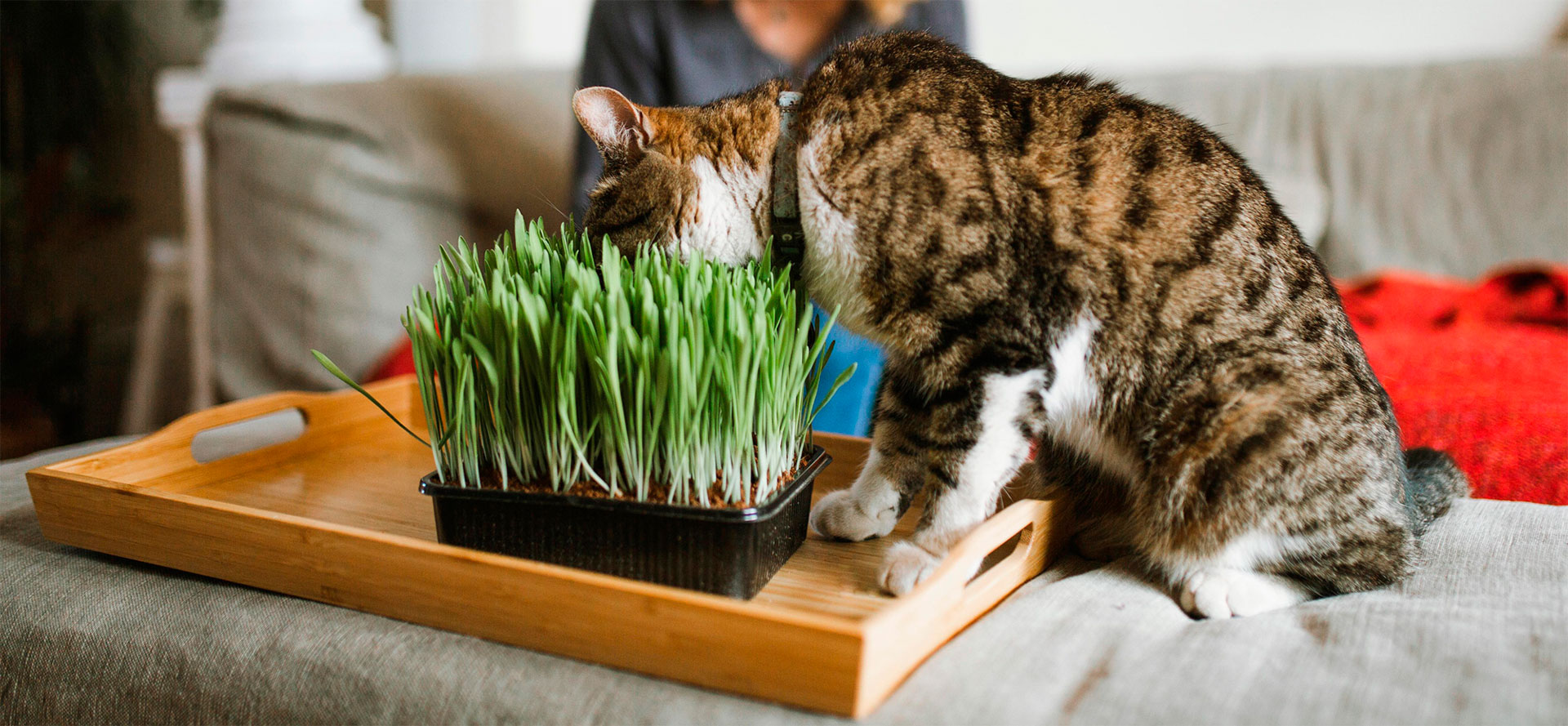 Grass for Cat.