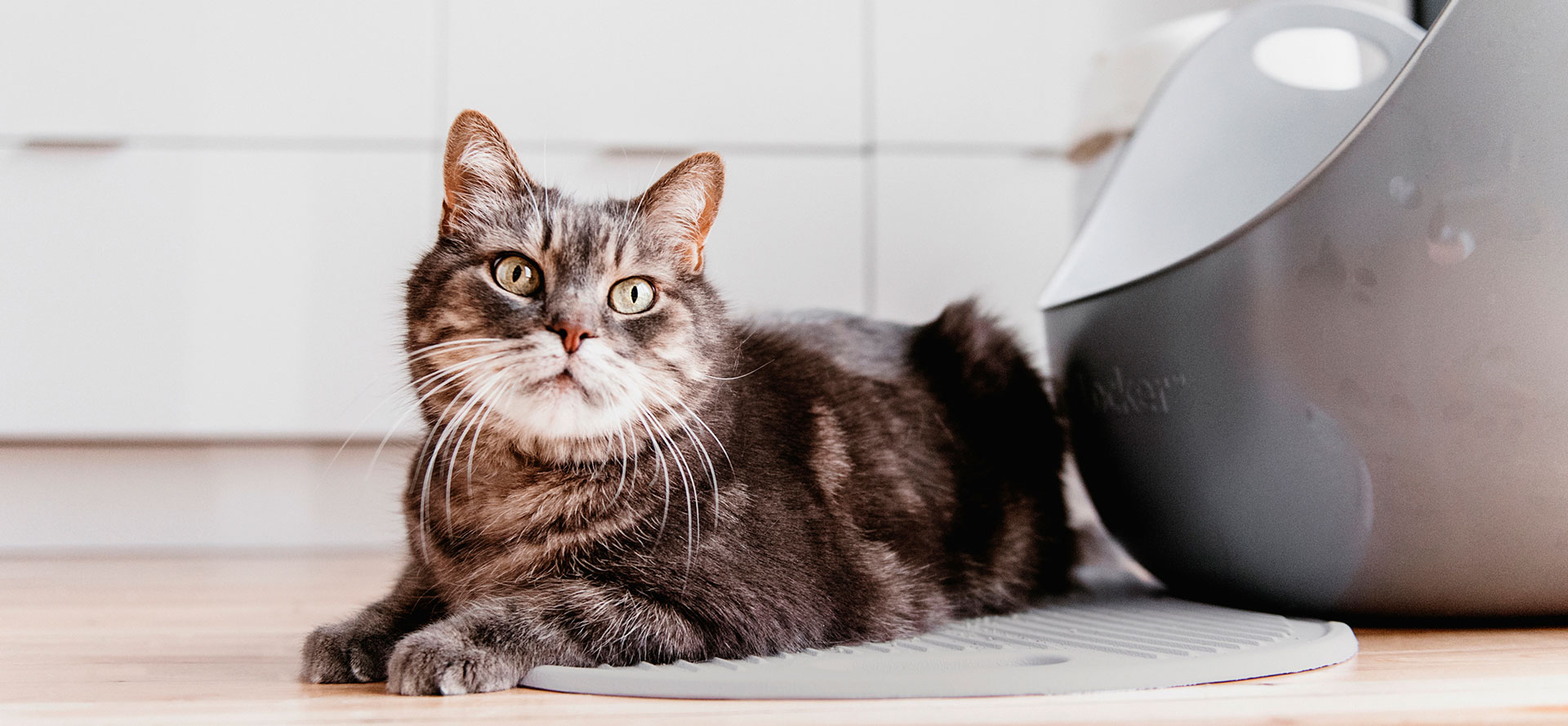 Cat near Litter Mat.