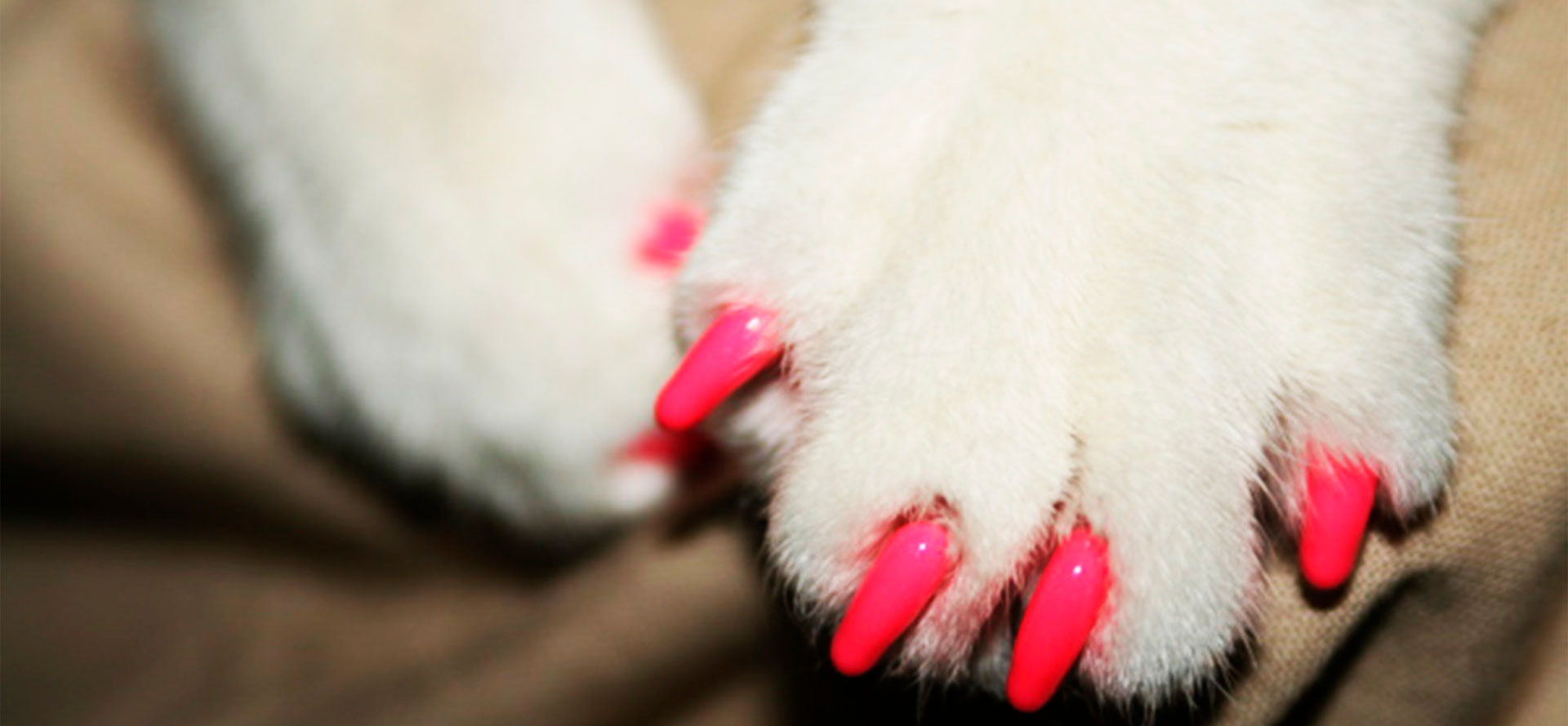 Pink Cat Nail Caps.