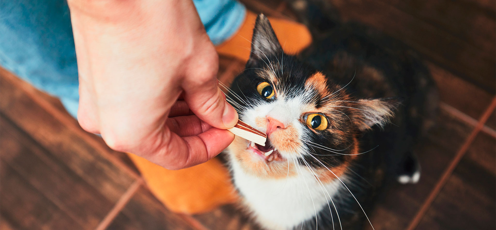 Best Cat Treats.