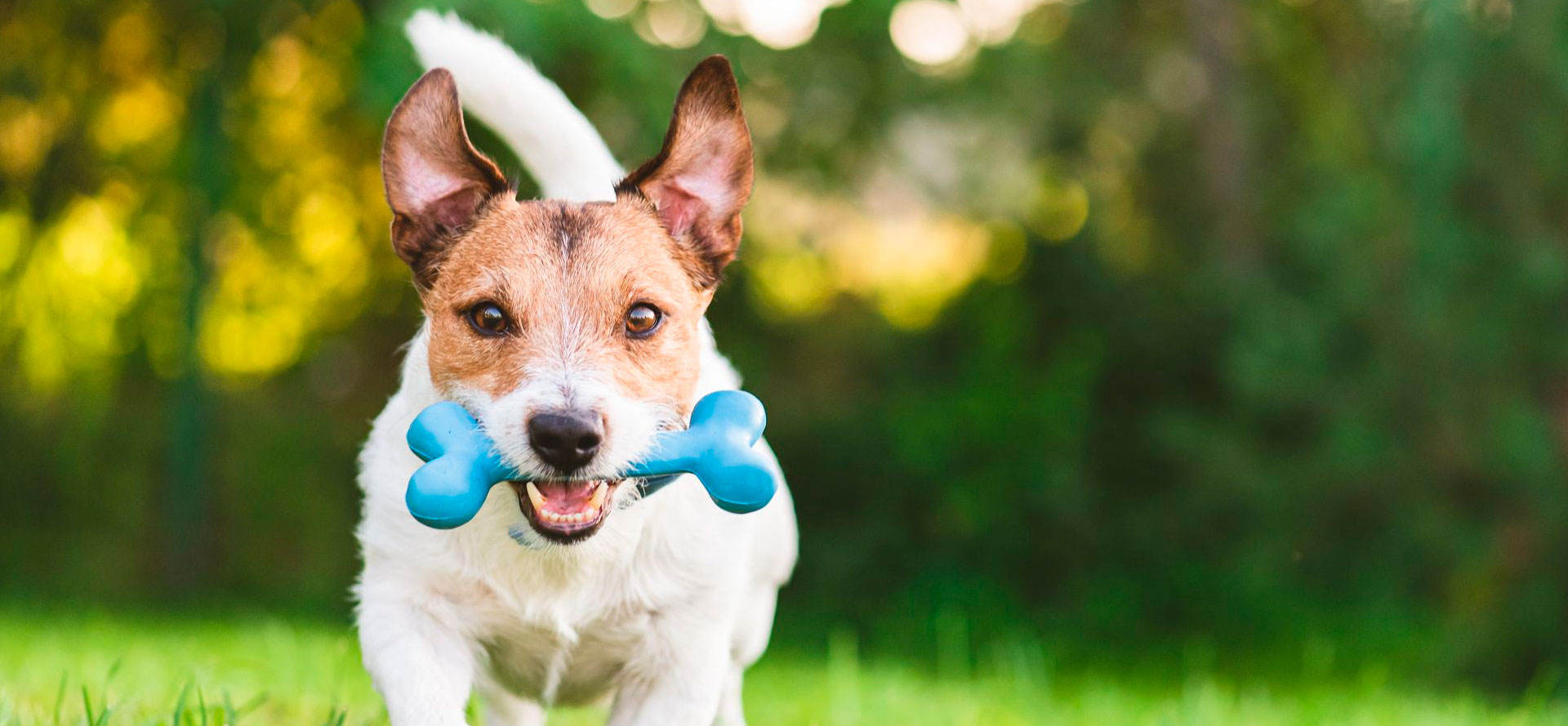 Best Dog Bones.