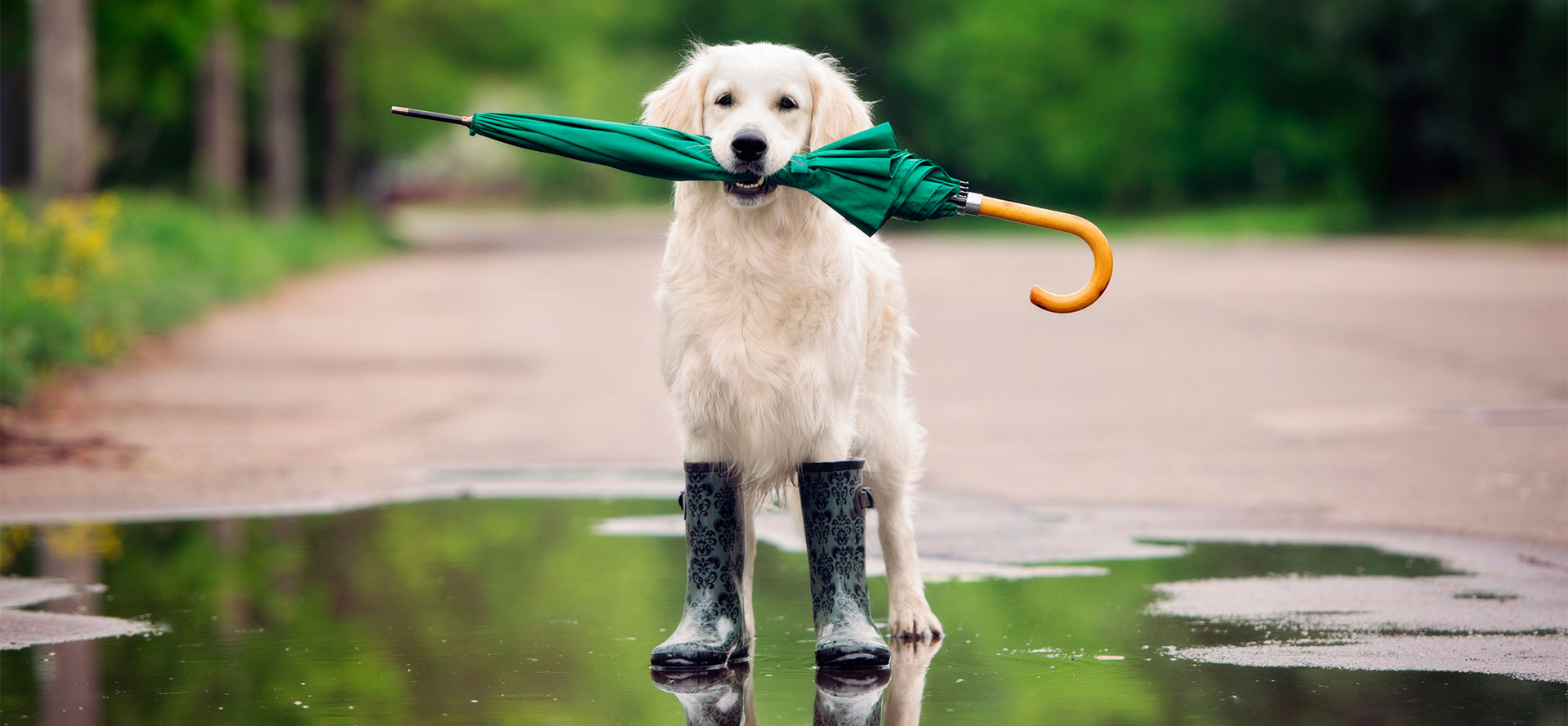 Dog with umbrella in dog boots.