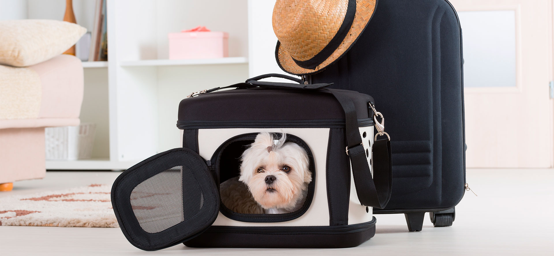 Little dog in dog carrier.