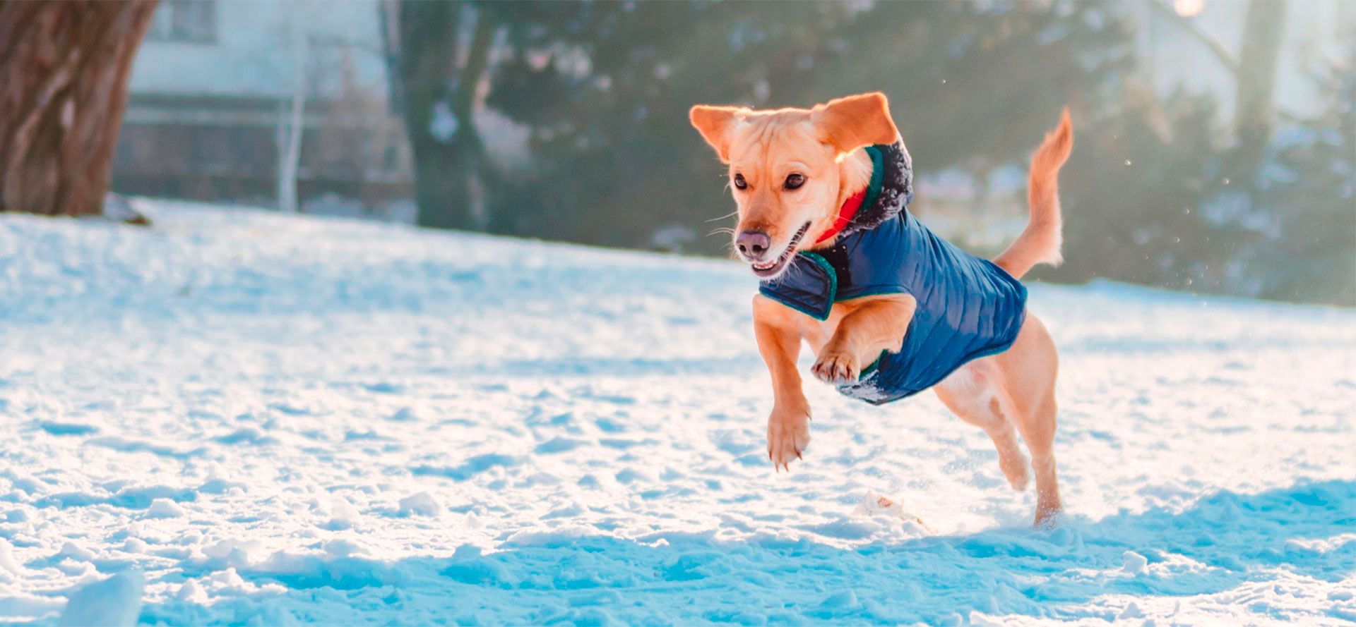 Dog jumping in best warm dog coat.
