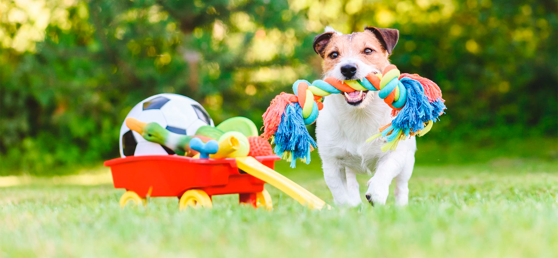 Best Dog Puzzle Toys.