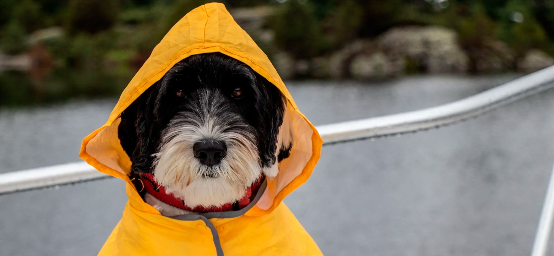 Dog in yellow dog raincoat.
