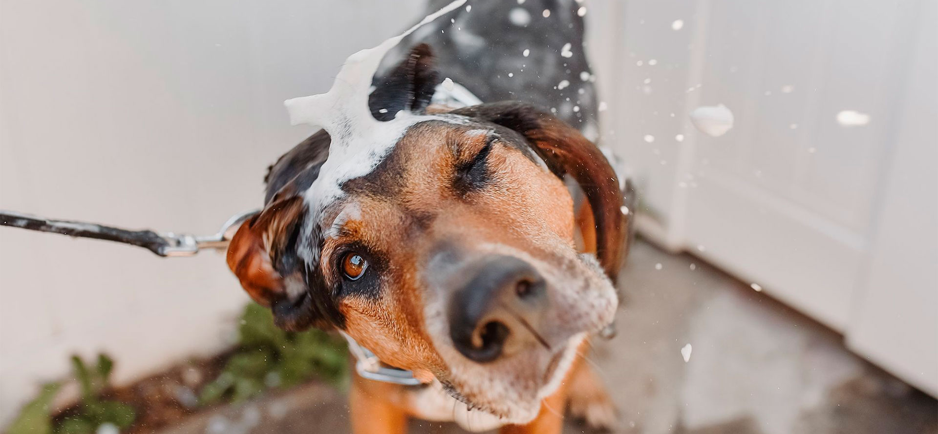 Dog in shampoo.