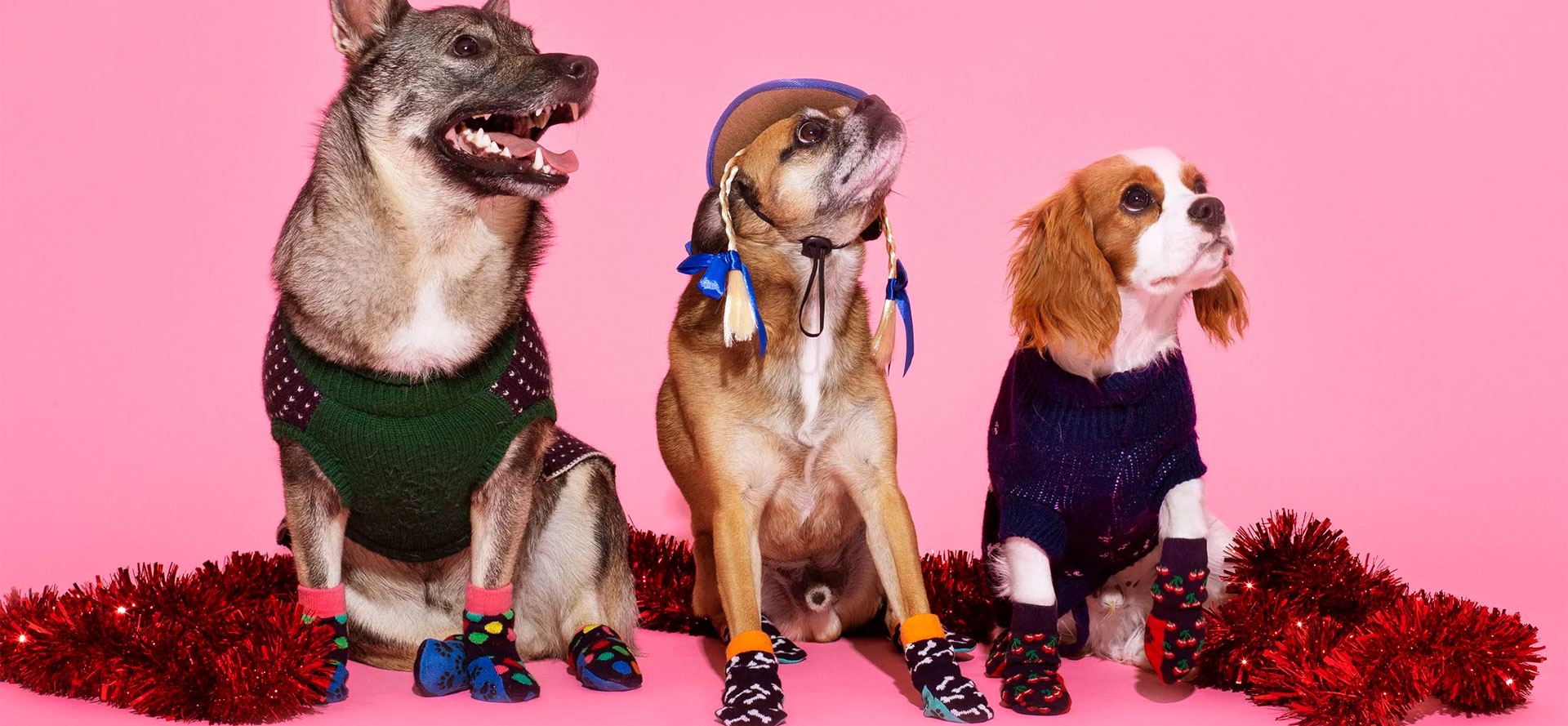 Three dogs in socks.