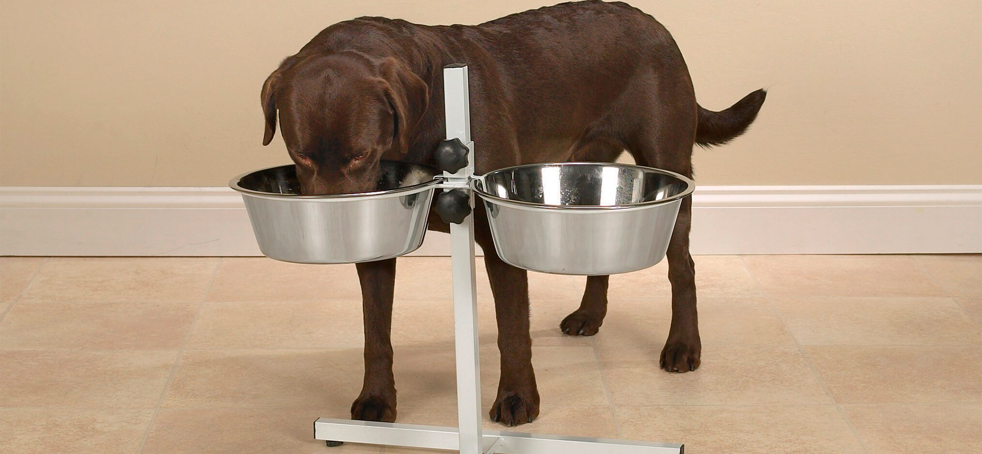 Dog eating from elevated dog bowls.