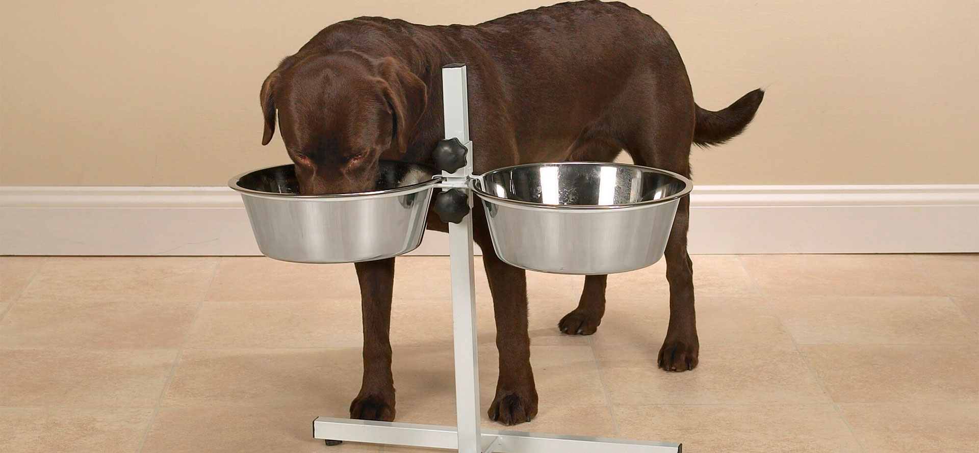 best raised dog feeder