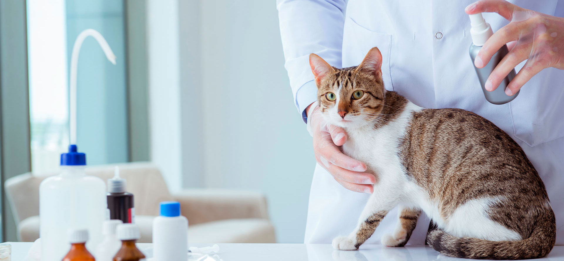 Best Flea Treatment for Cats.