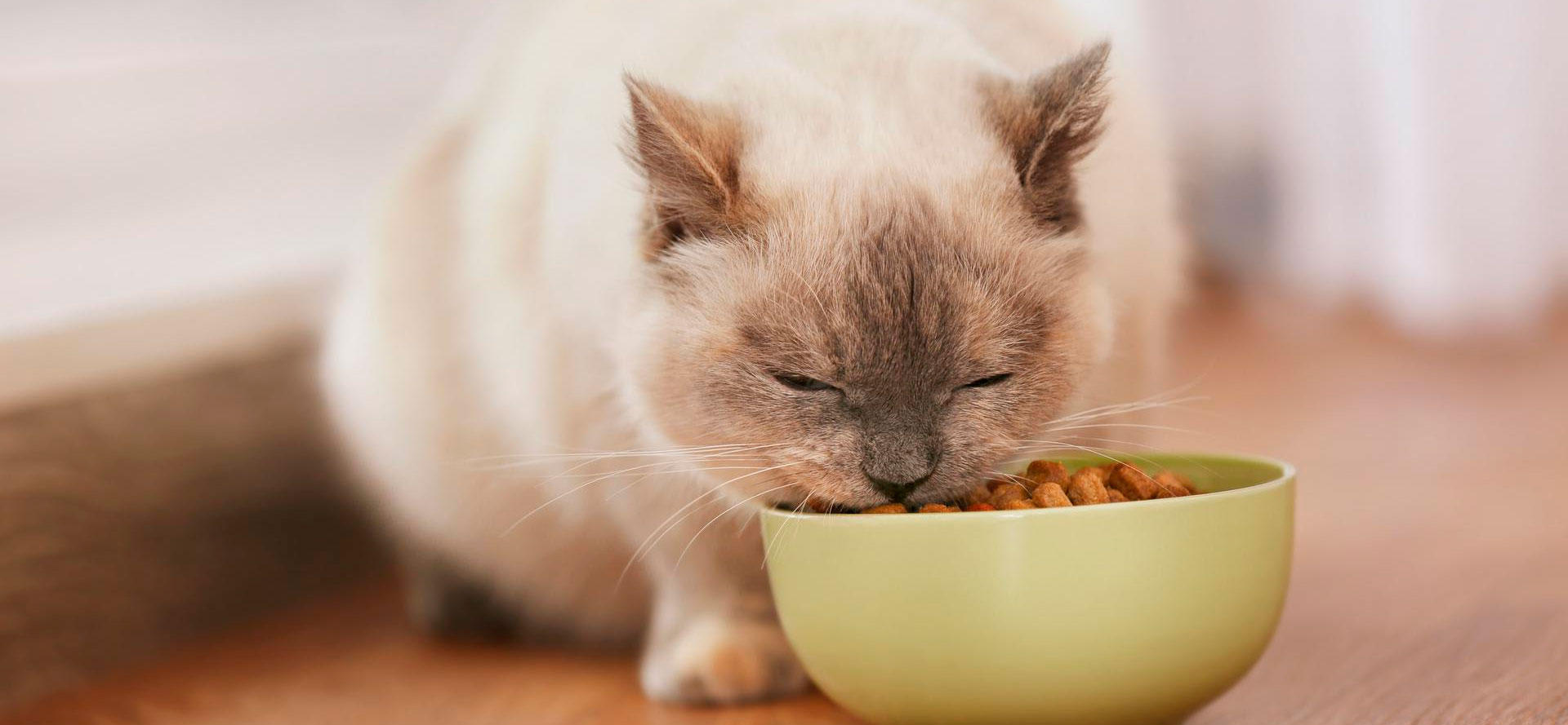 Cat and grain-free cat food in green bowl.